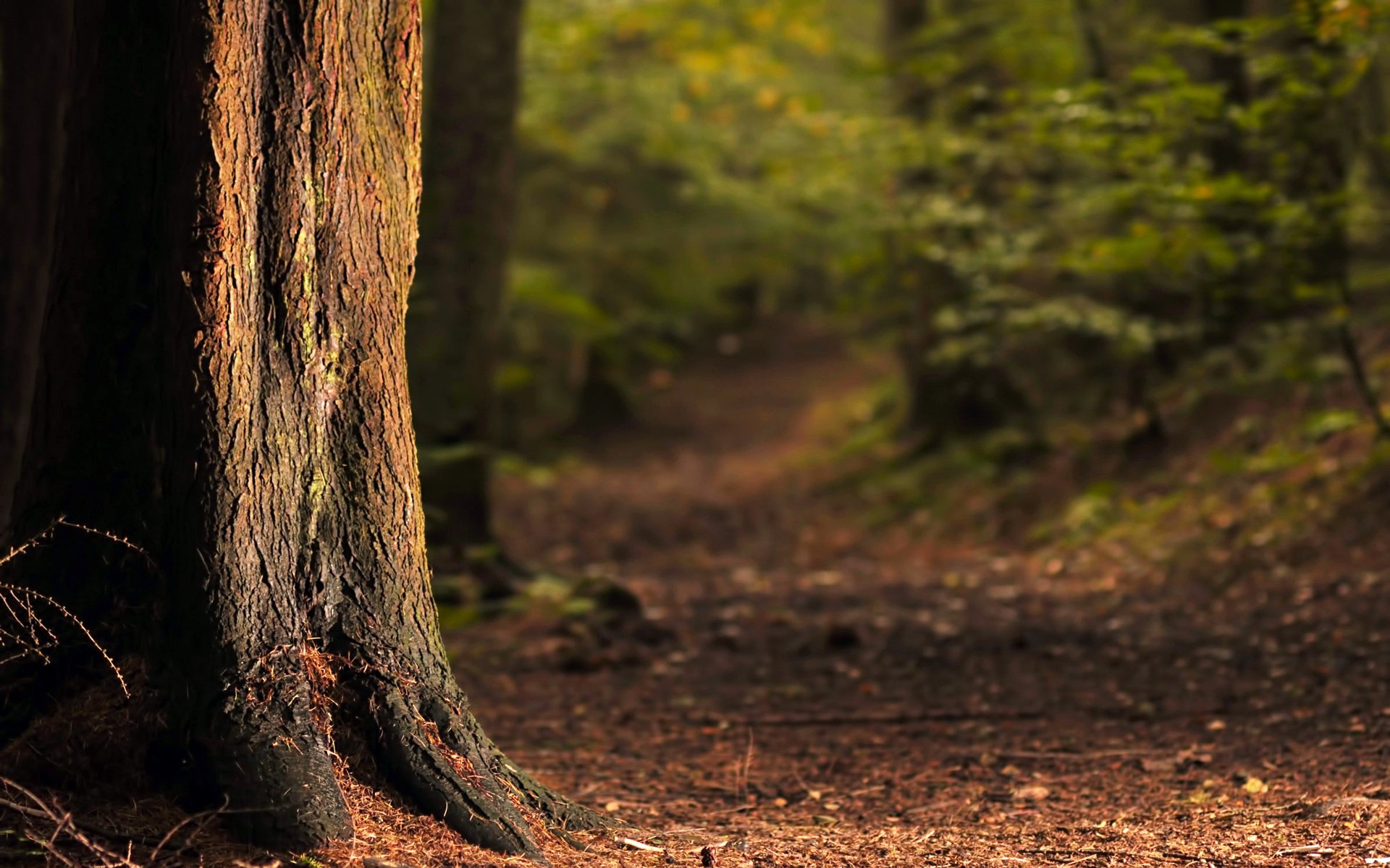 albero tronco corteccia radici aghi sentiero alberi foresta cespugli luce