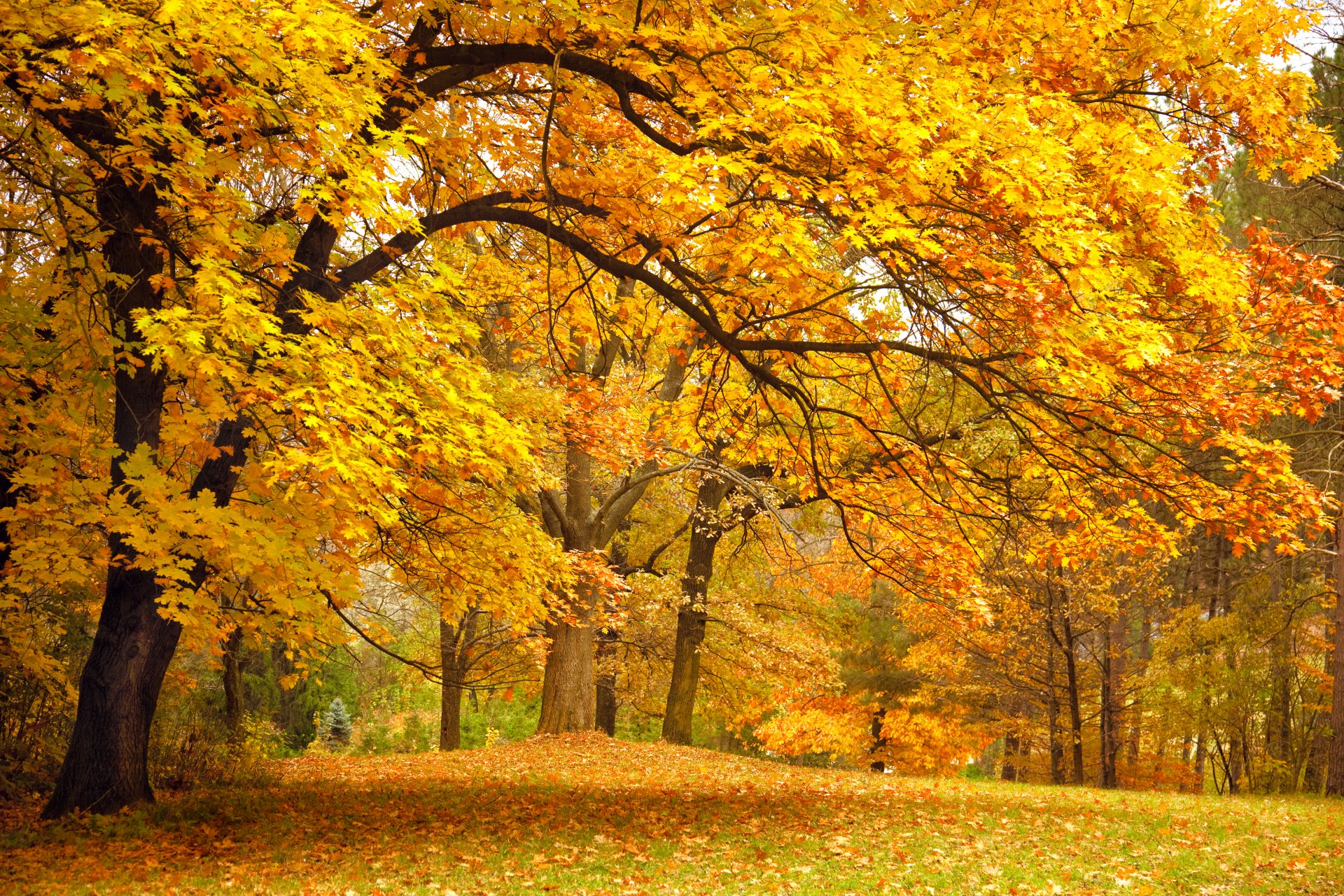 jesień las park polana drzewa gałęzie liście żółty natura krajobraz