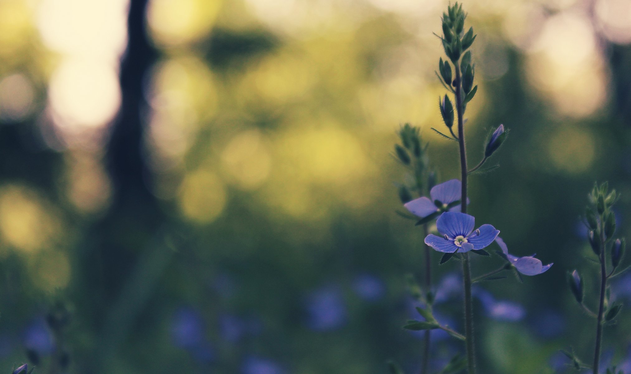 blume blau frühling gras bokeh