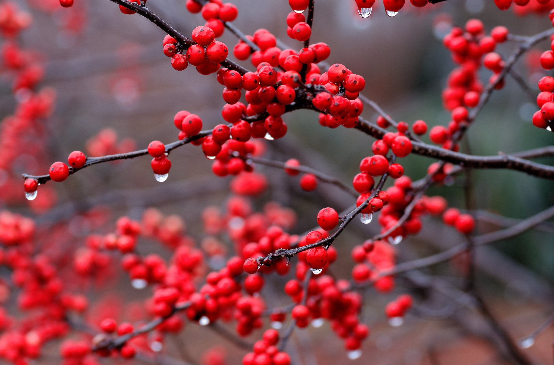 baies branche gouttes pluie rouge