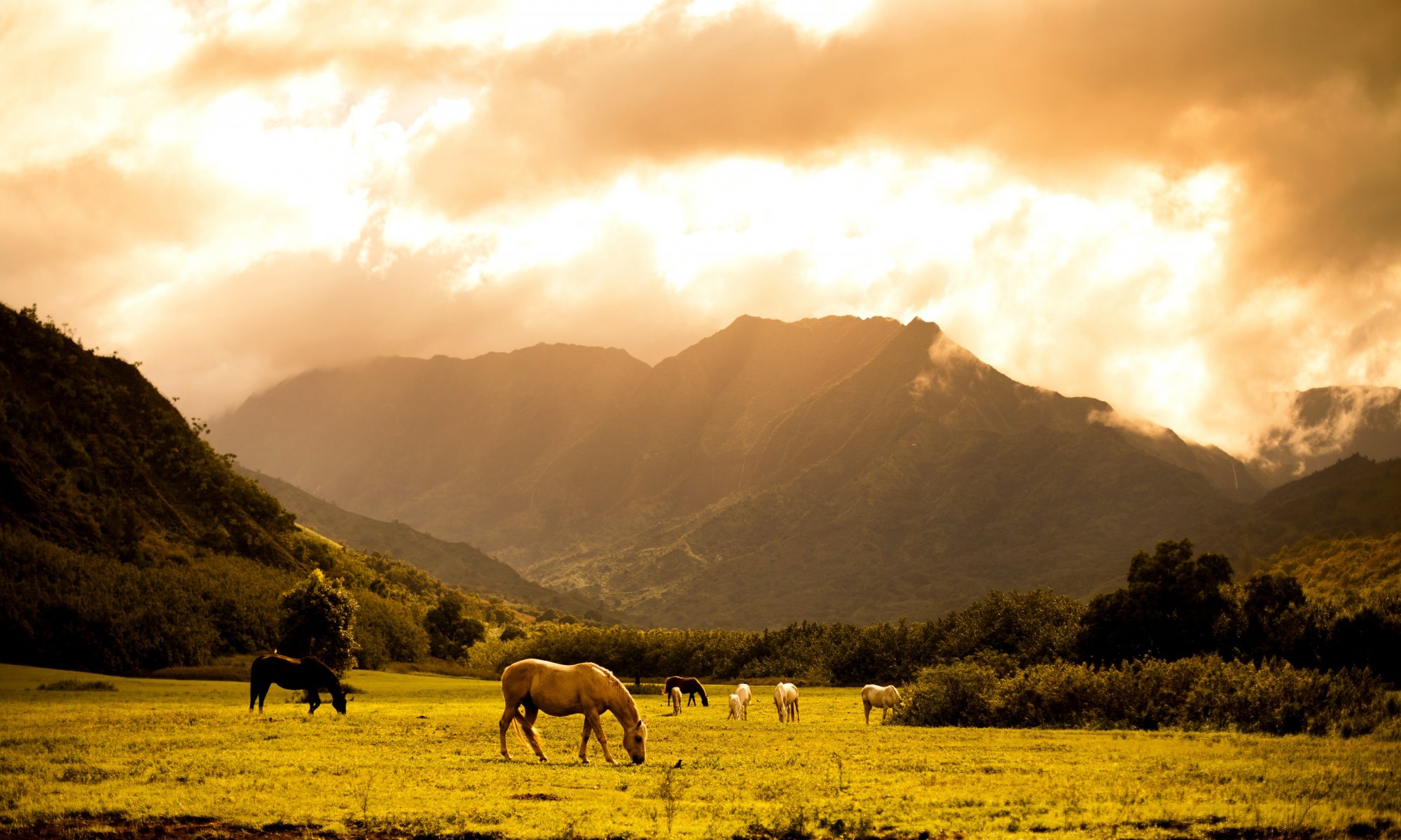 césped caballos montañas