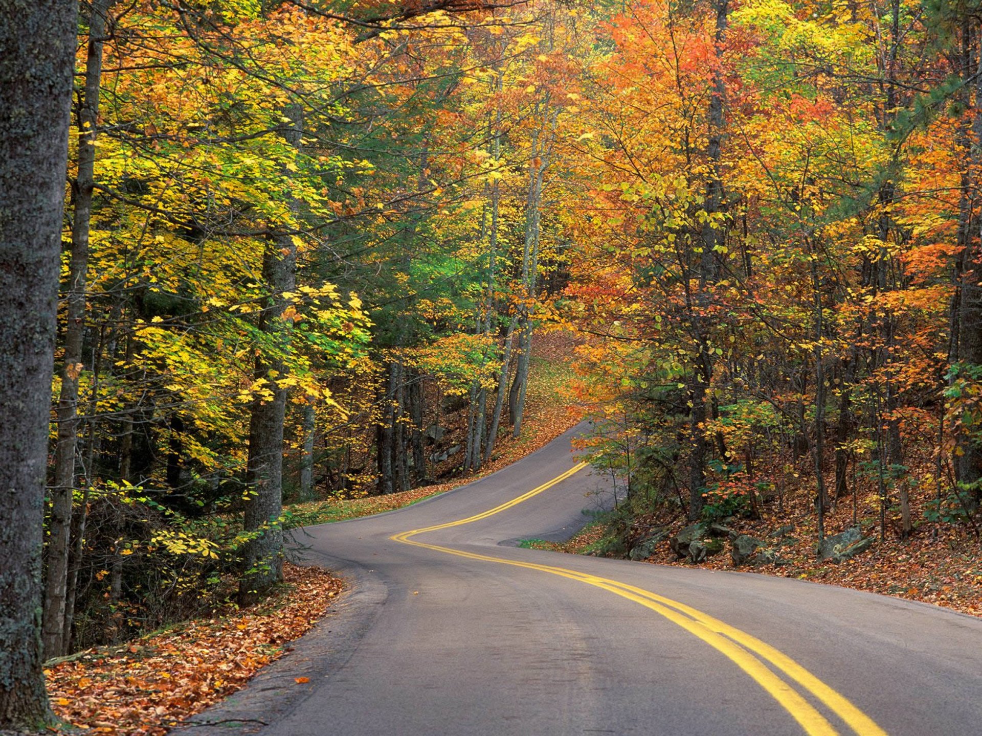 herbst wald bäume blätter straße spur rutsche drehen