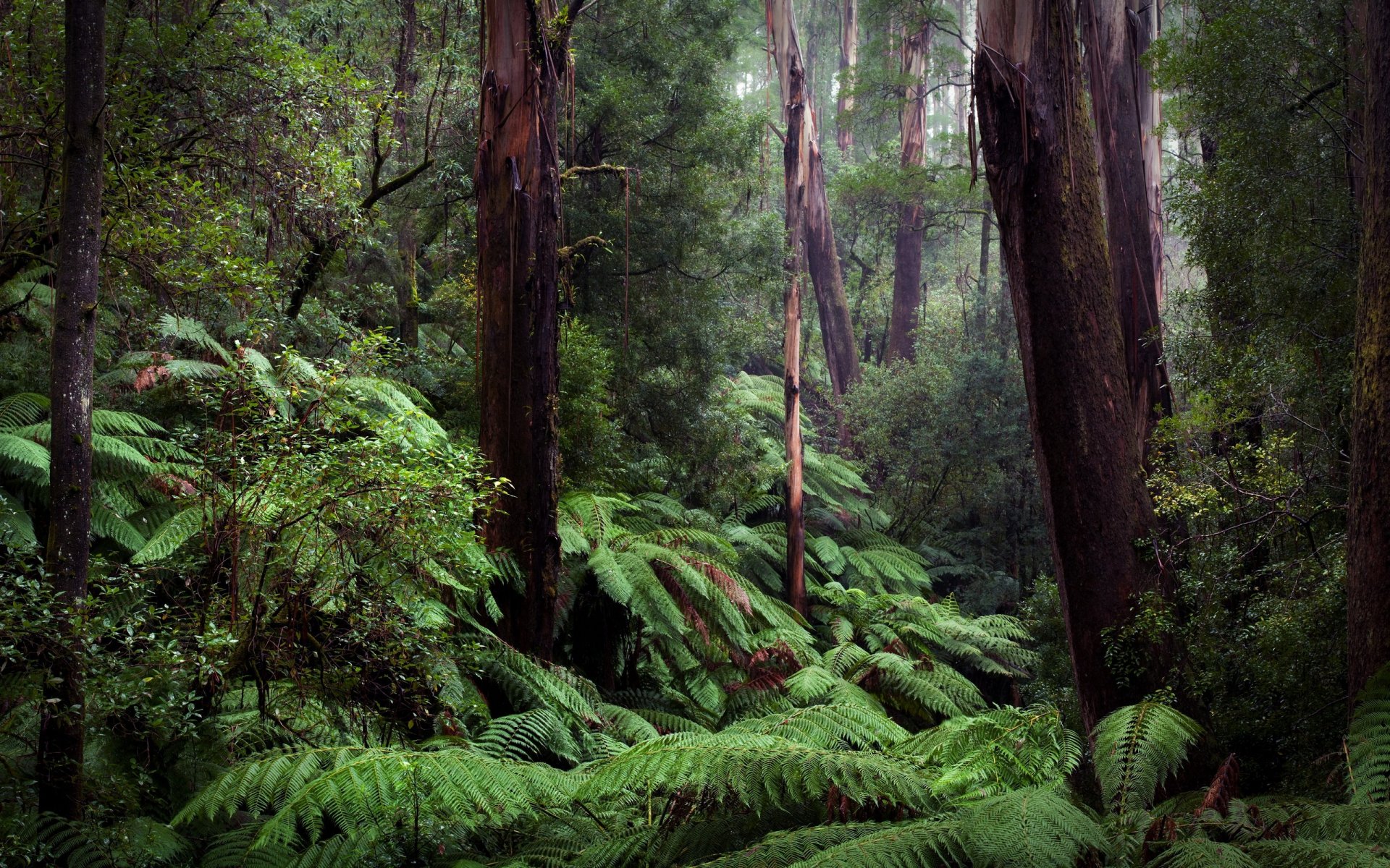 naturaleza helecho bosque