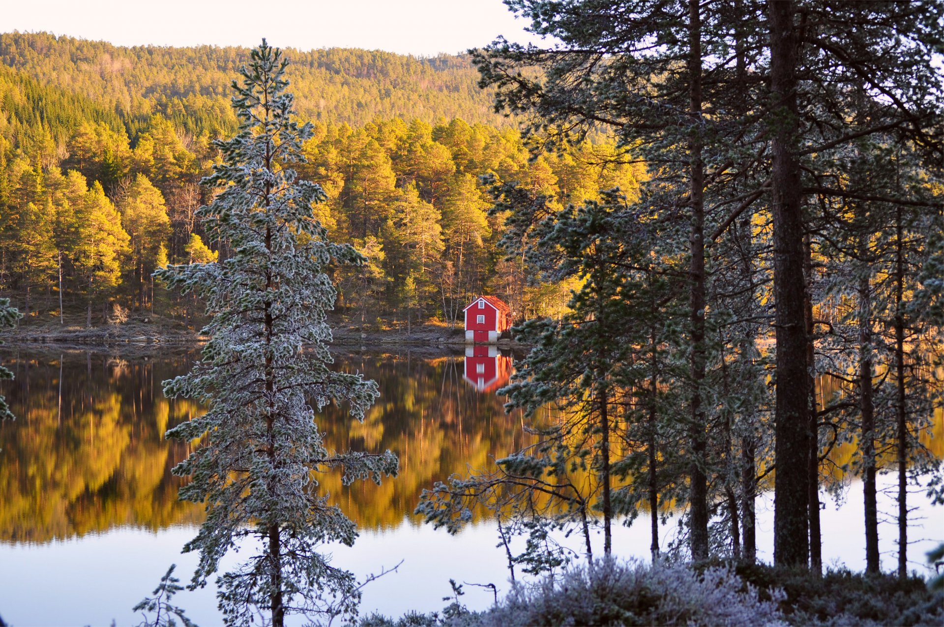 noruega otoño bosque árboles agujas cabaña orilla río reflexión