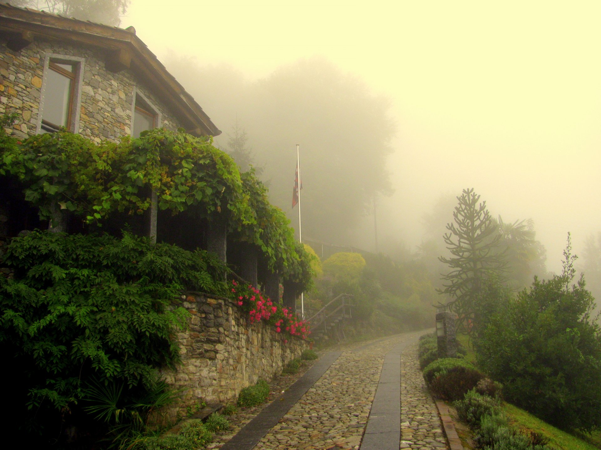 niebla pueblo ciudad pavimentación flores vegetación árboles mañana