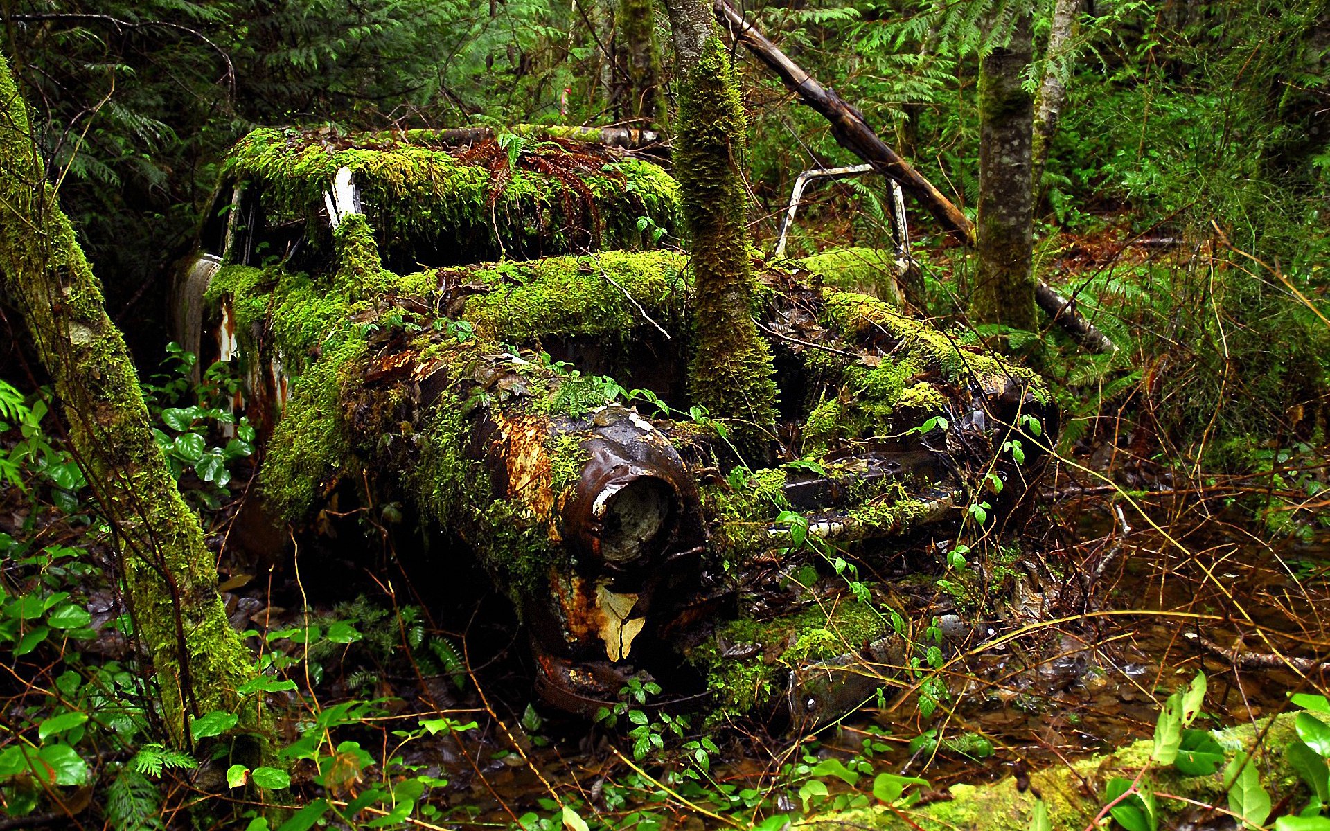 bosque árboles coche tiempo