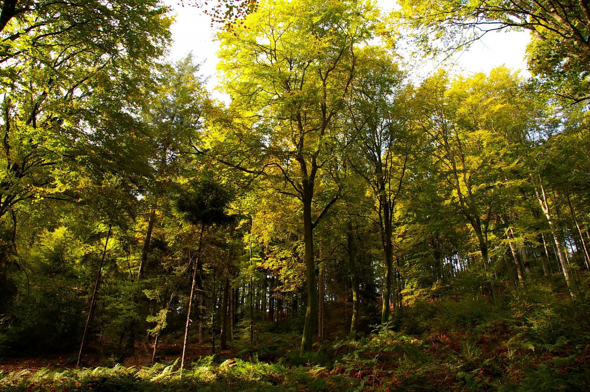 allemagne automne forêt arbres ensoleillé jour