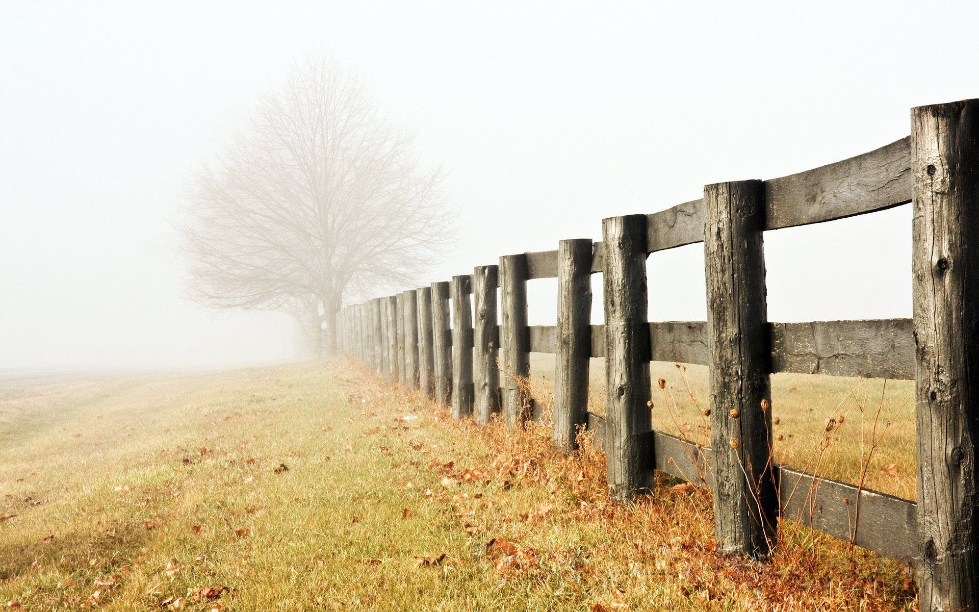 albero solitario tardo autunno nebbia foschia mattina recinzione fili d erba