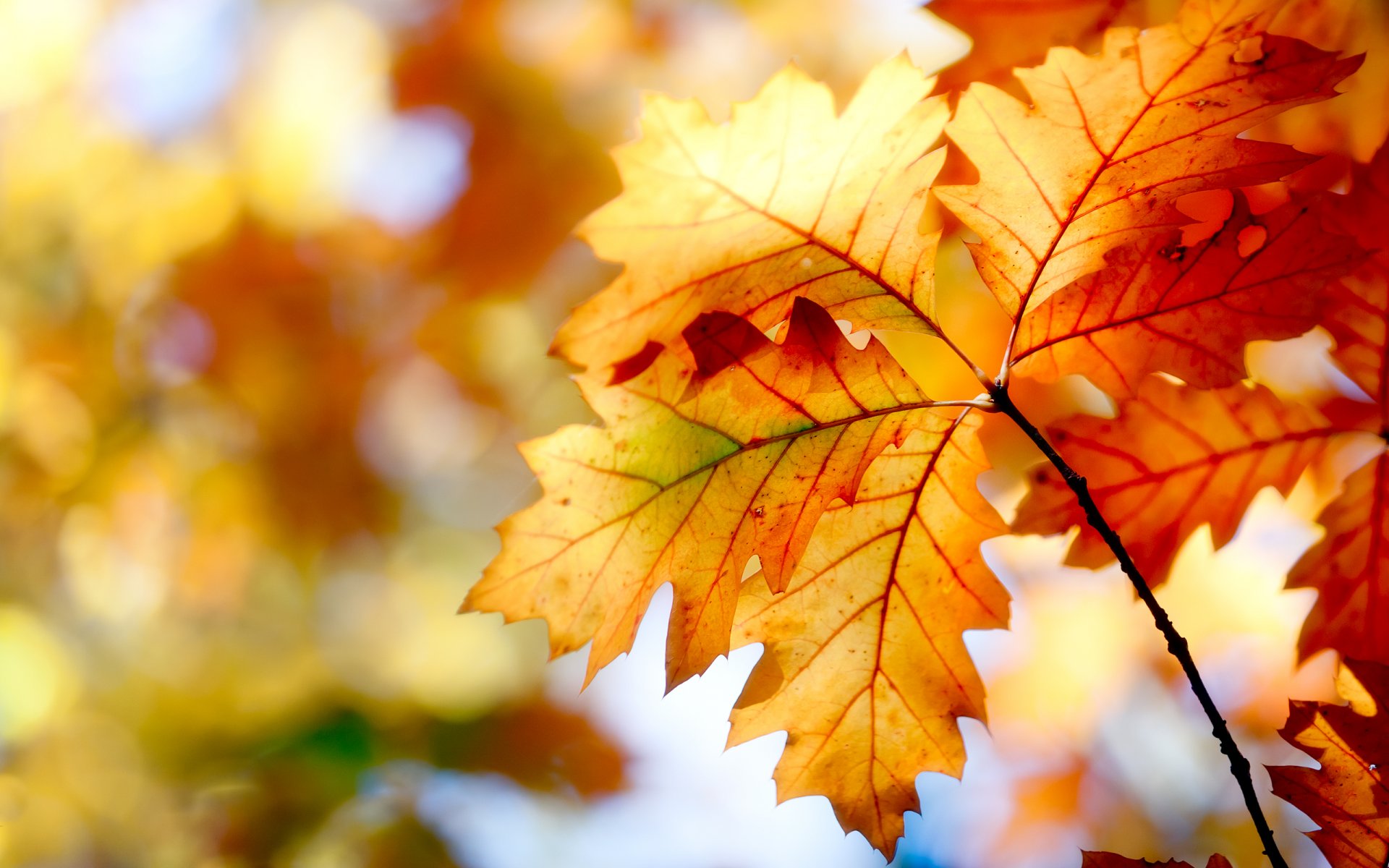 natur herbst blätter bokeh farben farben 2560x1600