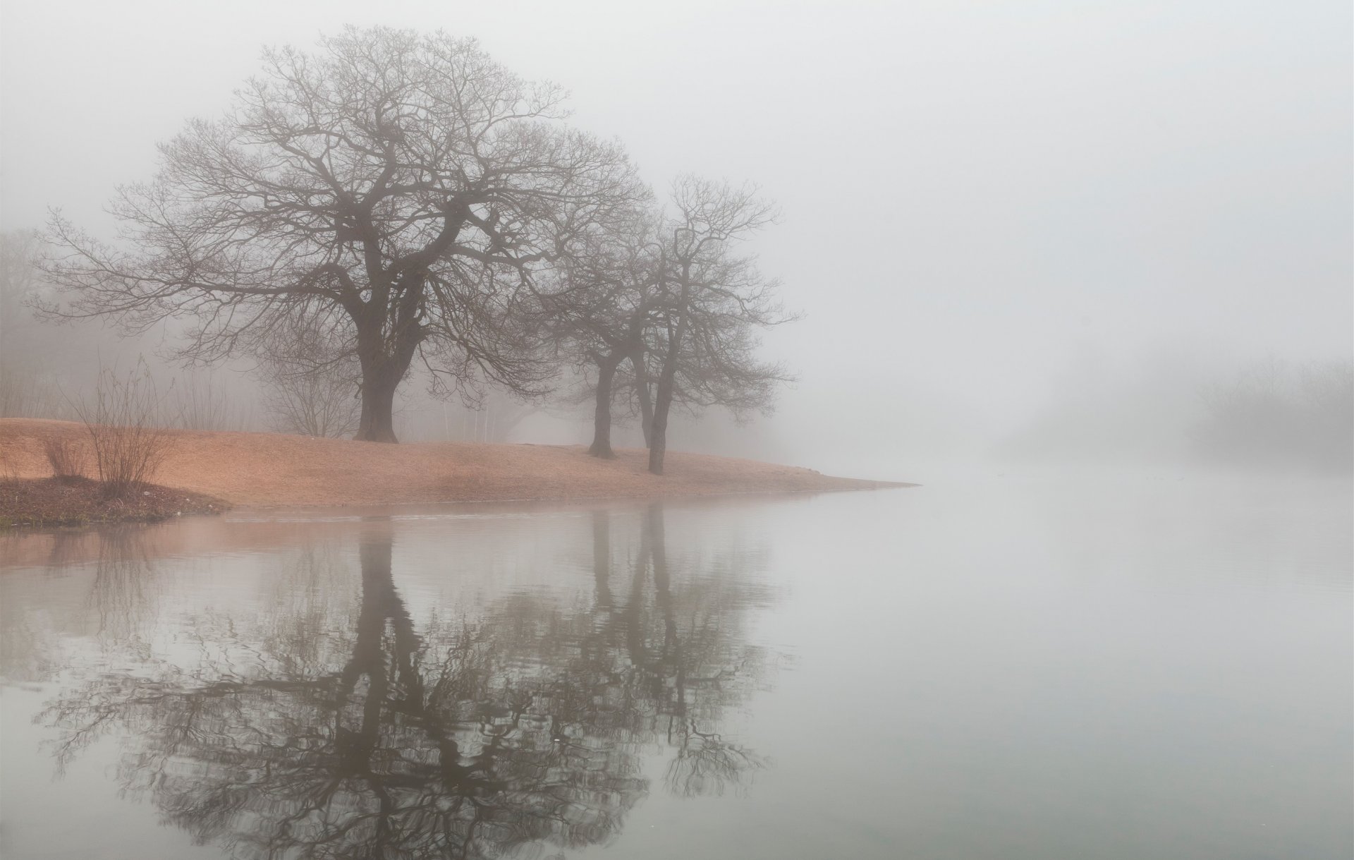 nebbia alberi fiume lago acqua riflessione riva