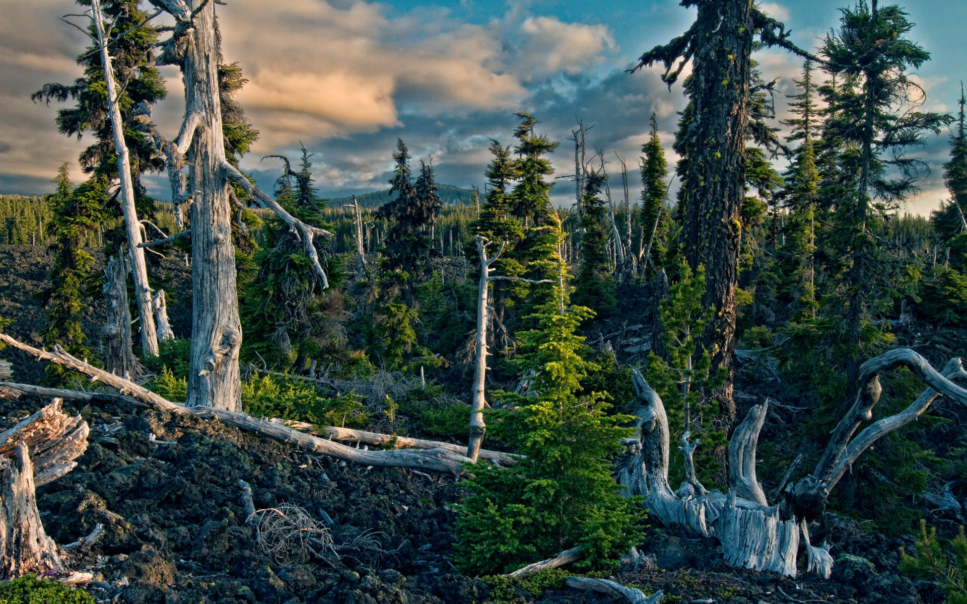 natura foresta legni montagne cielo