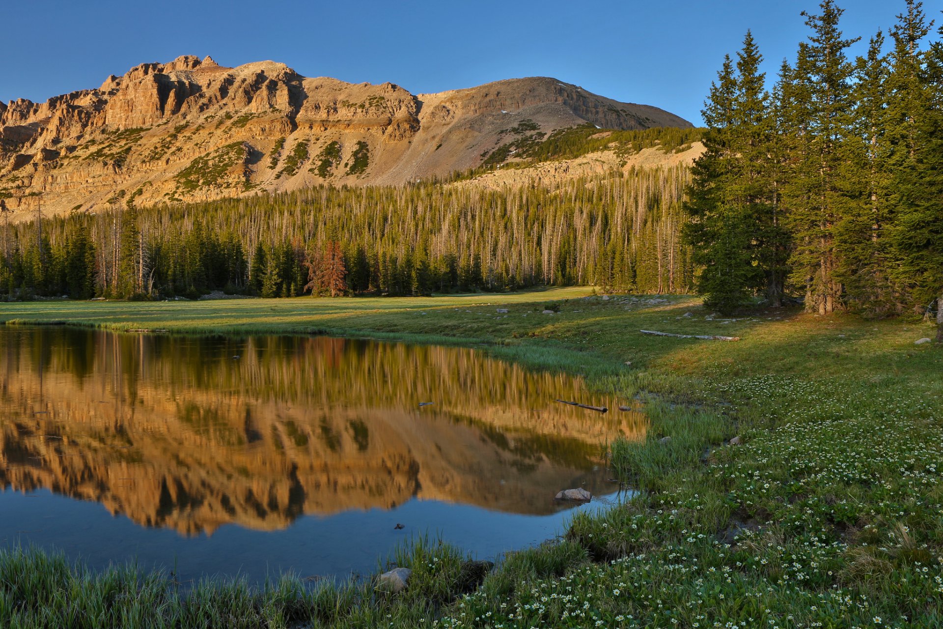 nature mountain lake grass flower forest sky reflection summer