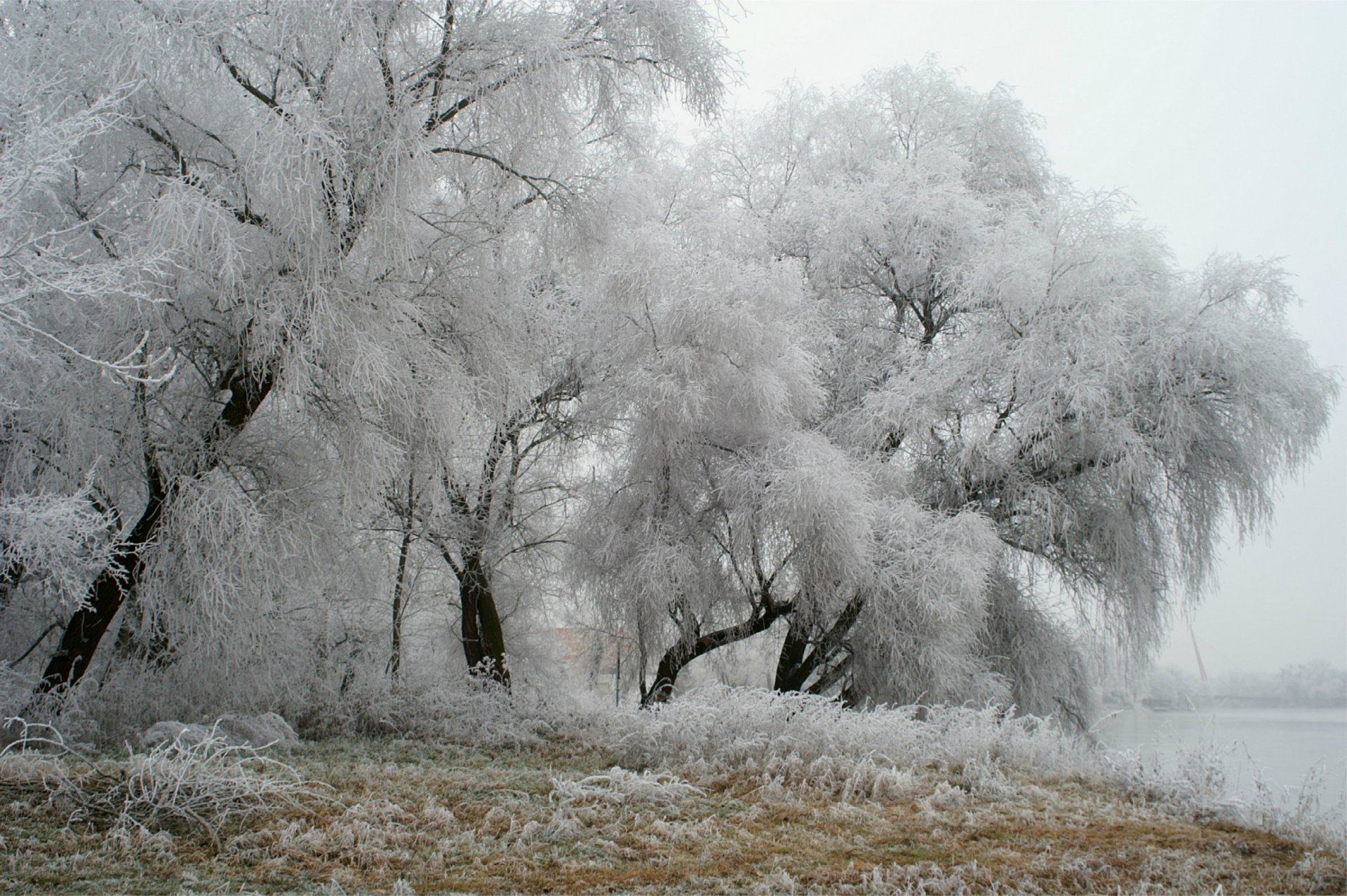 germany park winter frost tree