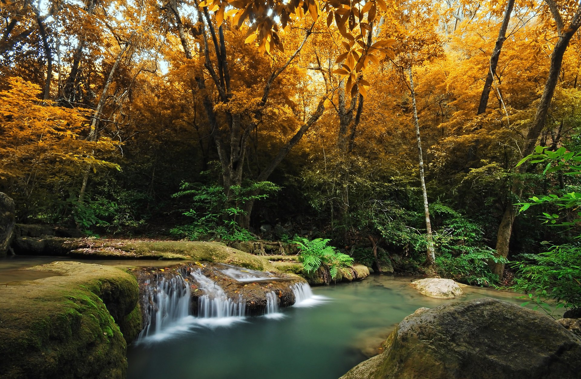 forest tree fern river autumn