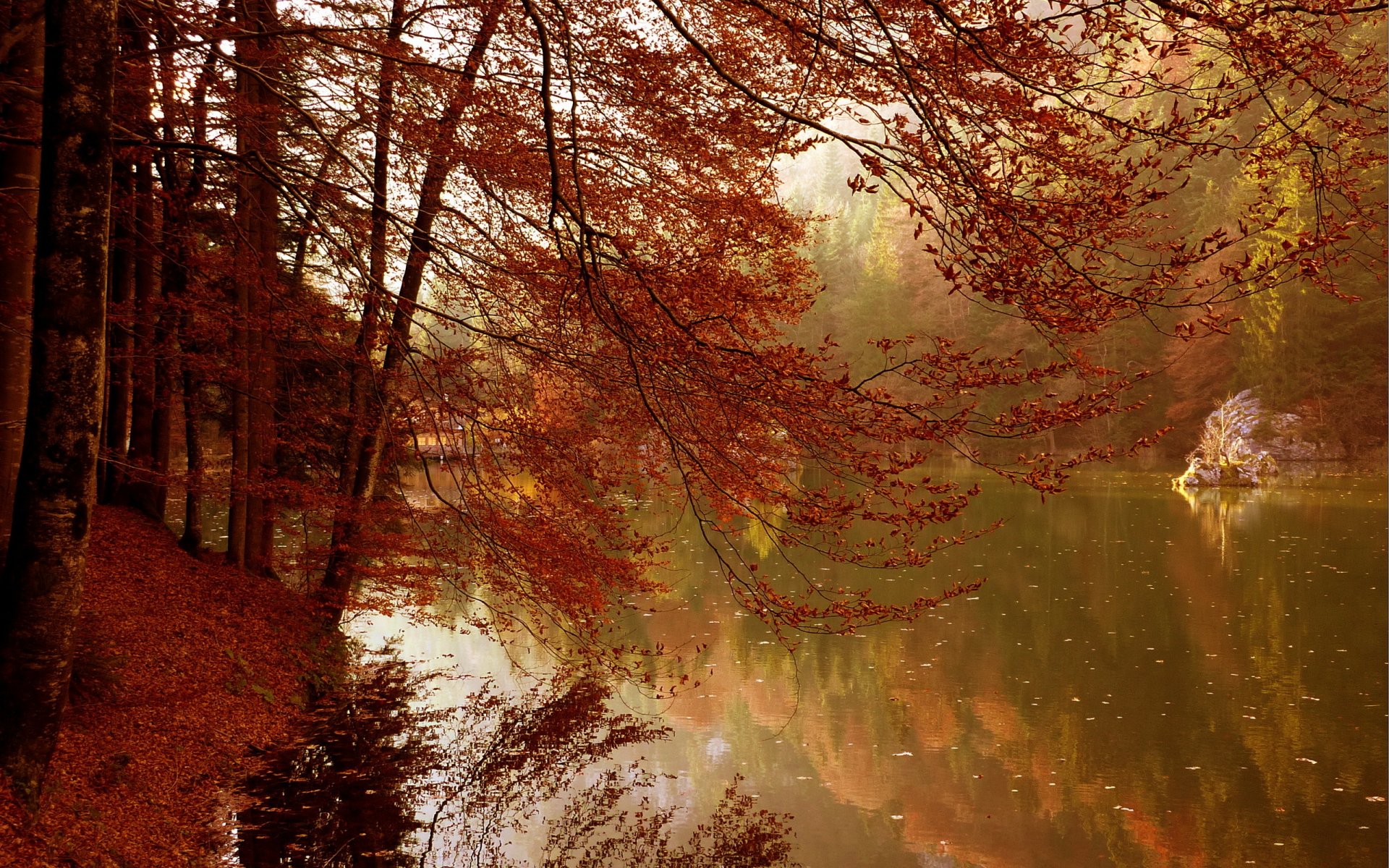 lake autumn tree