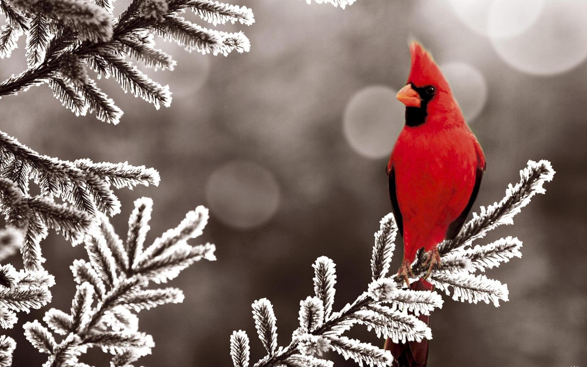 red bird branch nature