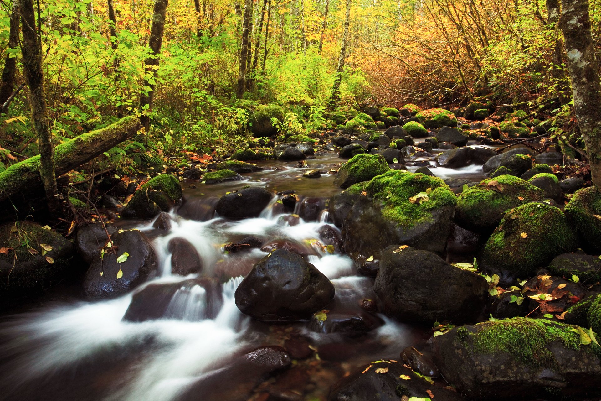 nature autumn river flows stones foliage