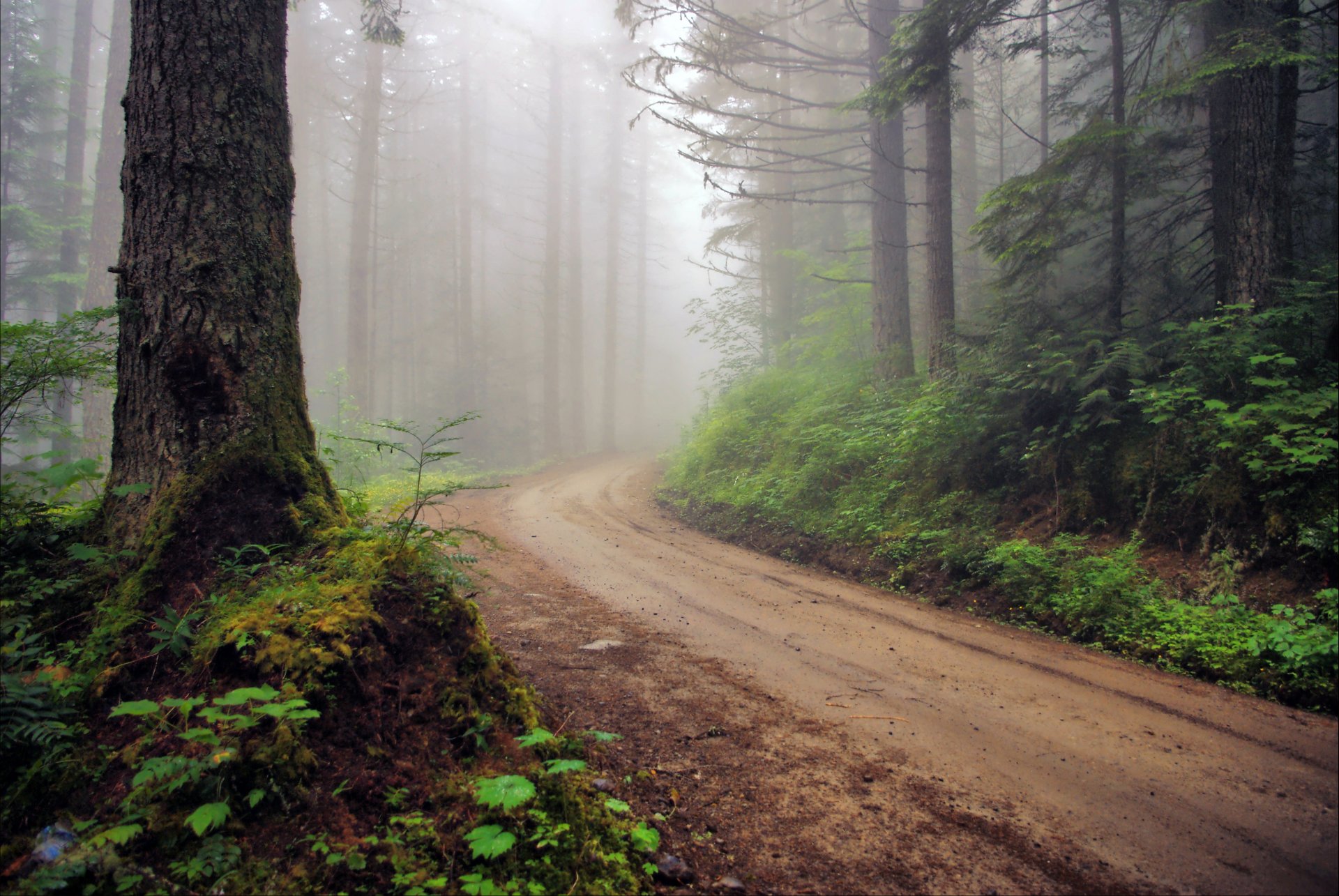 wald straße nebel