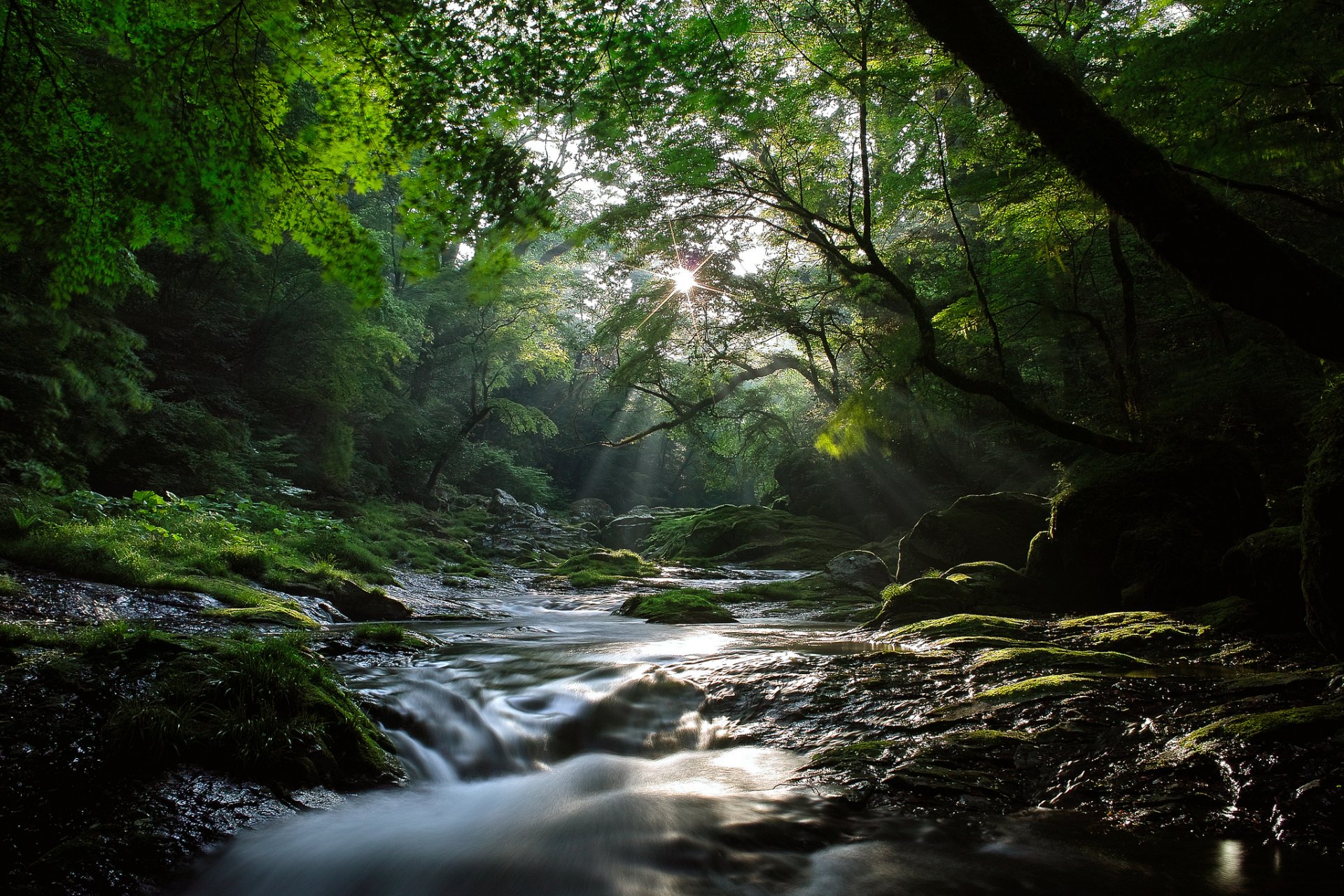 natur fluss strom wald ahornbäume licht strahlen sonne kühle