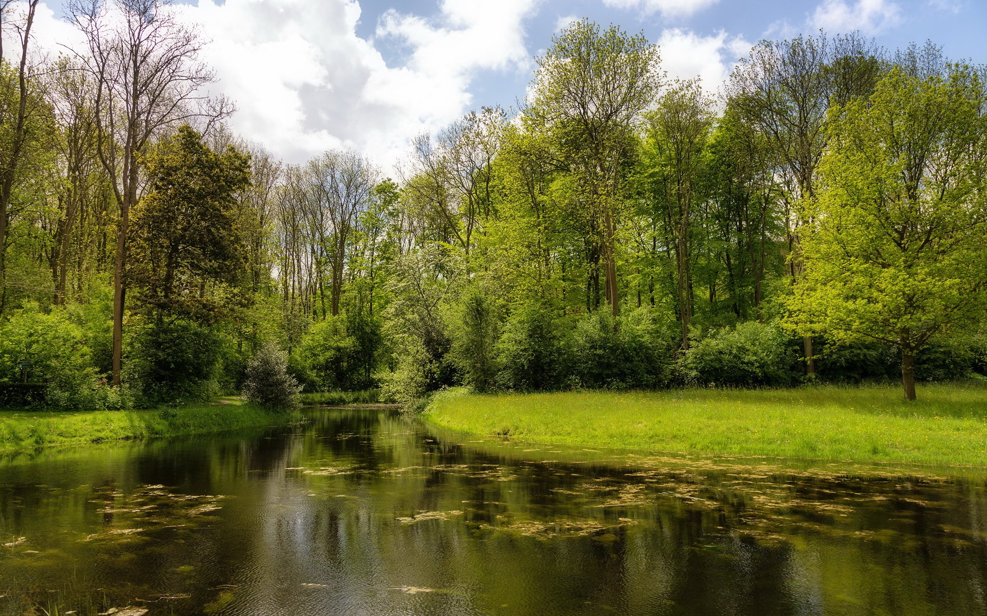 rzeka drzewa natura lato