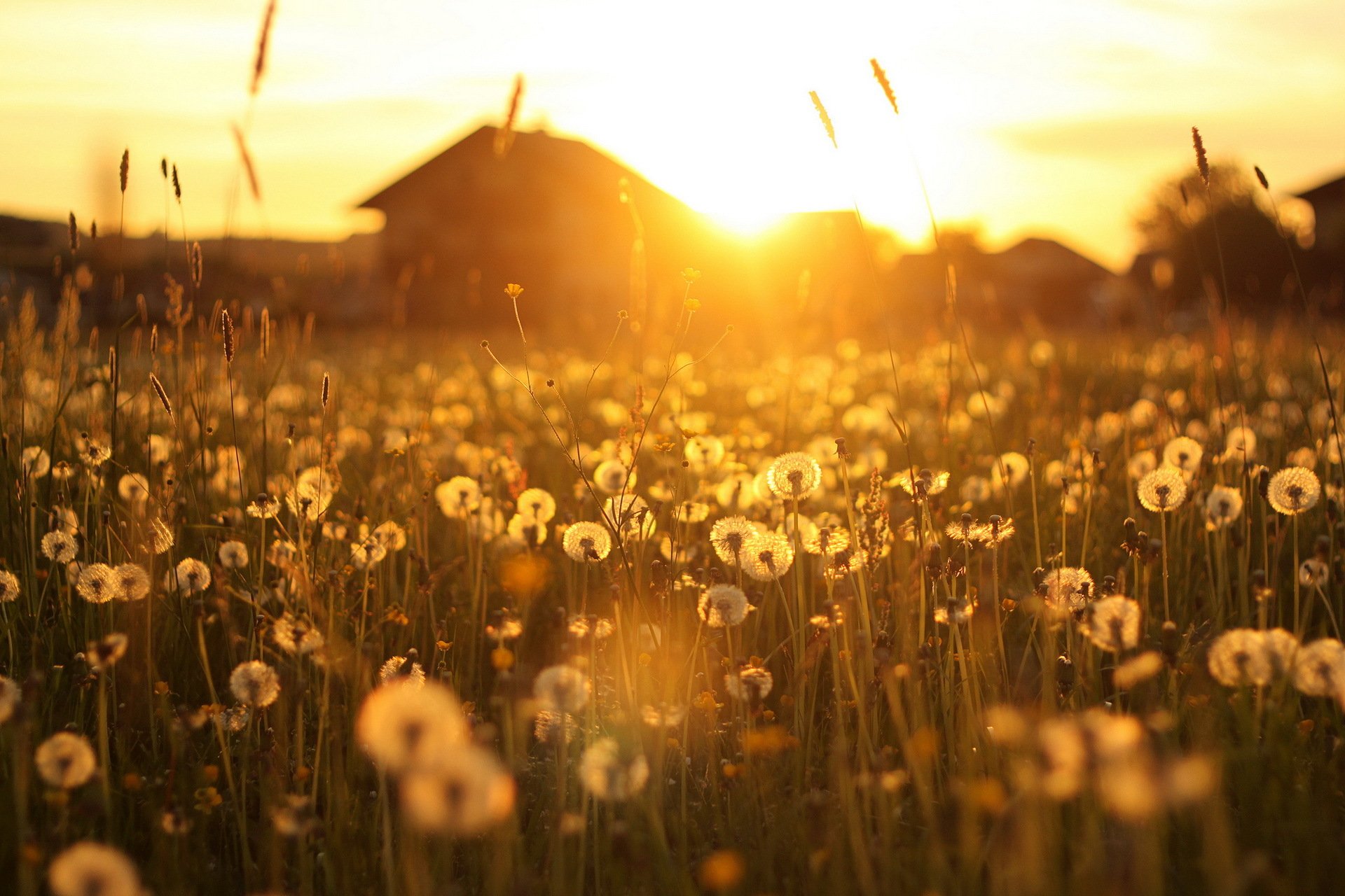 coucher de soleil pissenlits maison lumière paysage