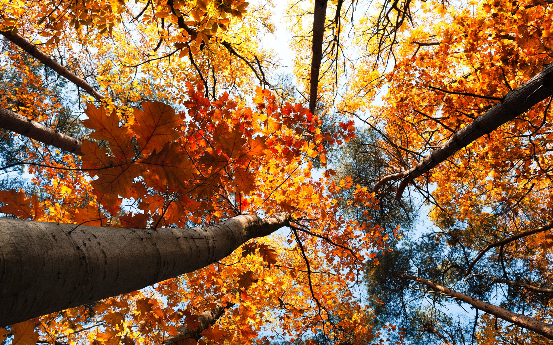 nature paysage forêt automne arbres feuilles ciel 2560x1600