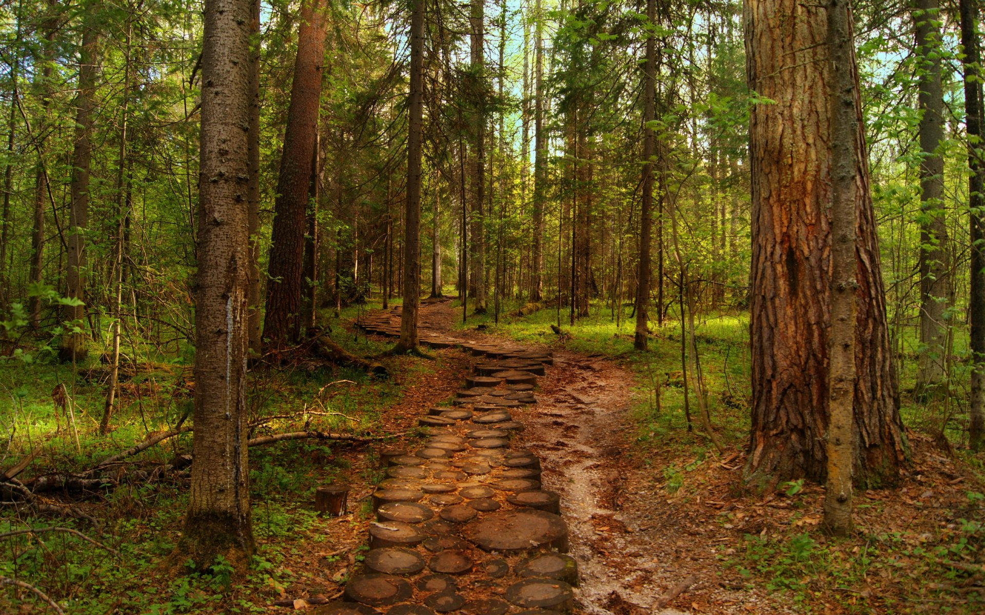 forêt route arbres nature été