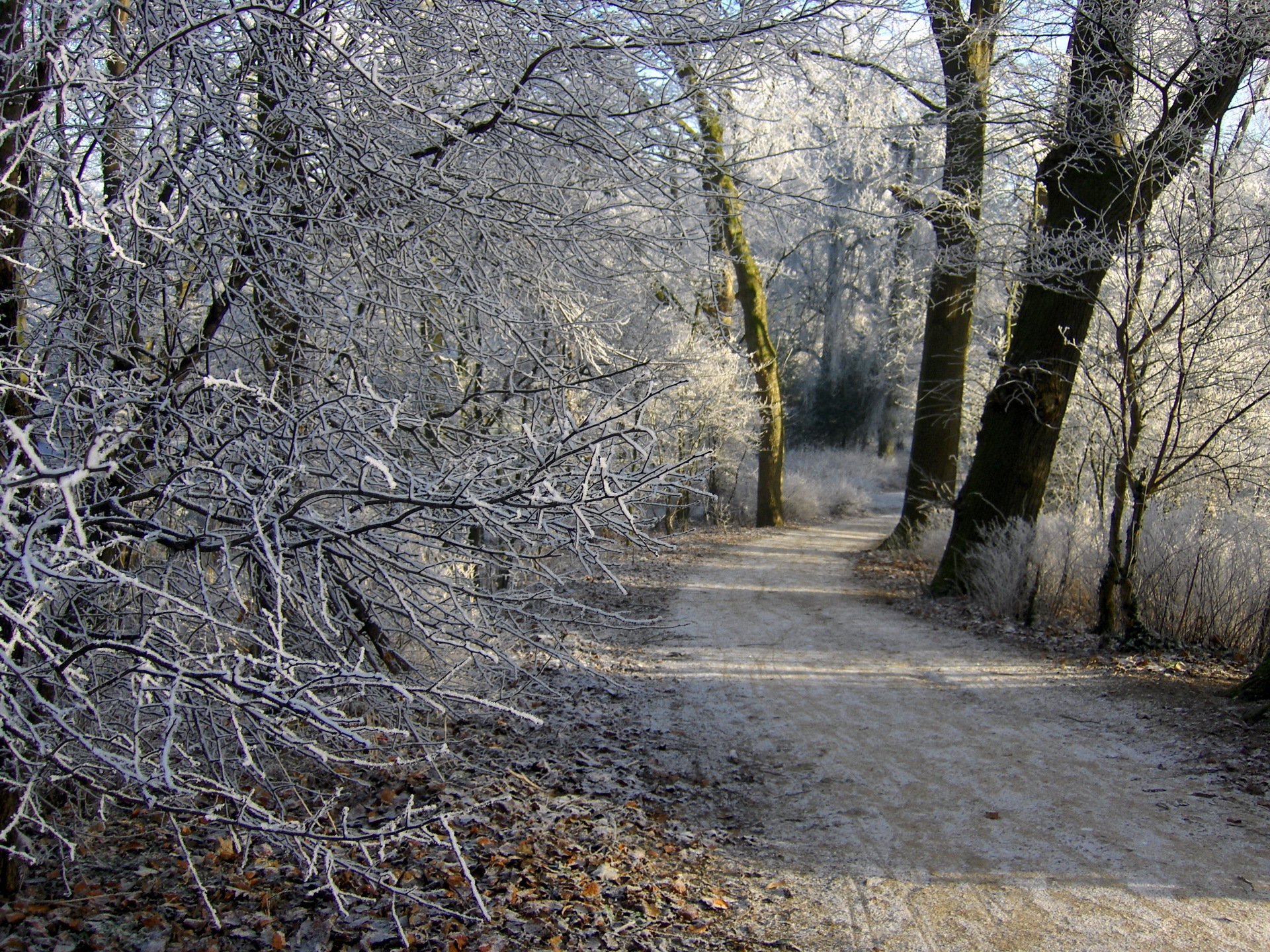 invierno bosque camino escarcha