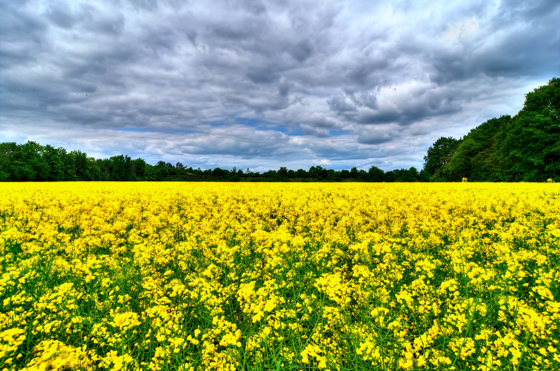 the field rapeseed tree sky cloud