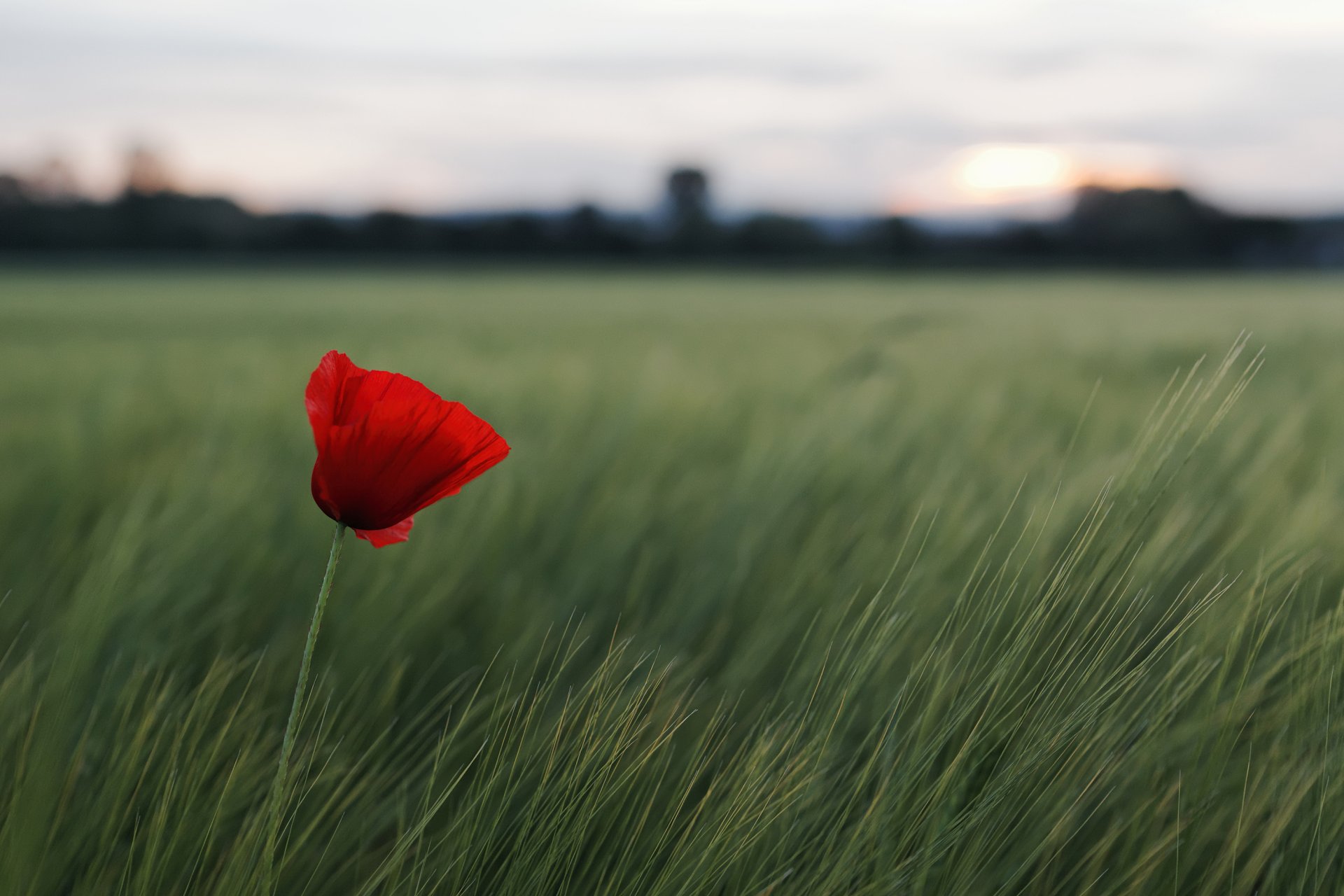 flower red grass the field nature