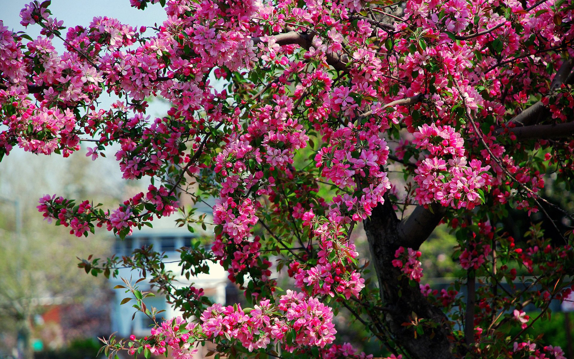 albero melo fioritura fiori rosa primavera