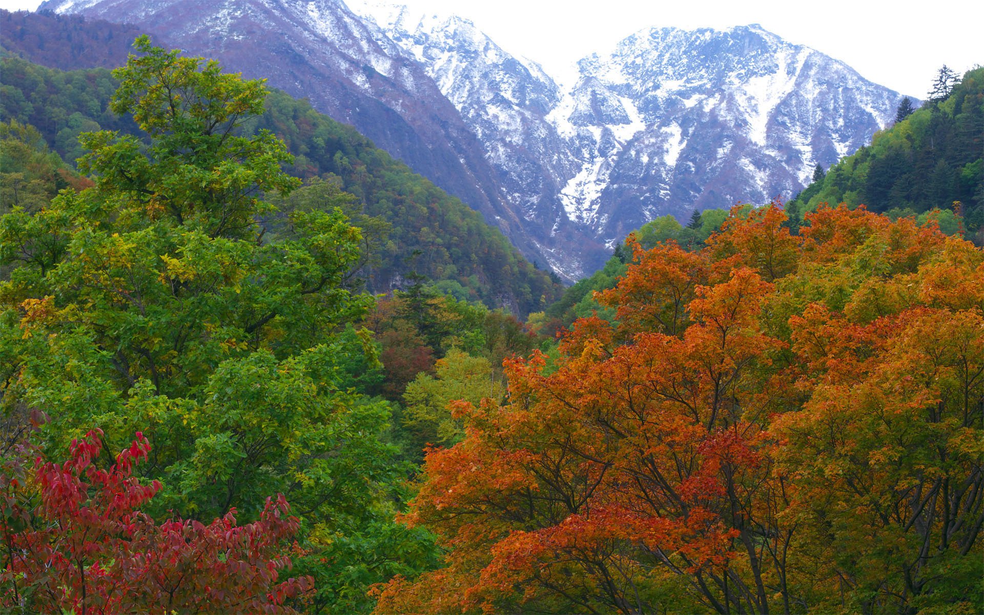 japonia natura las góry jesień