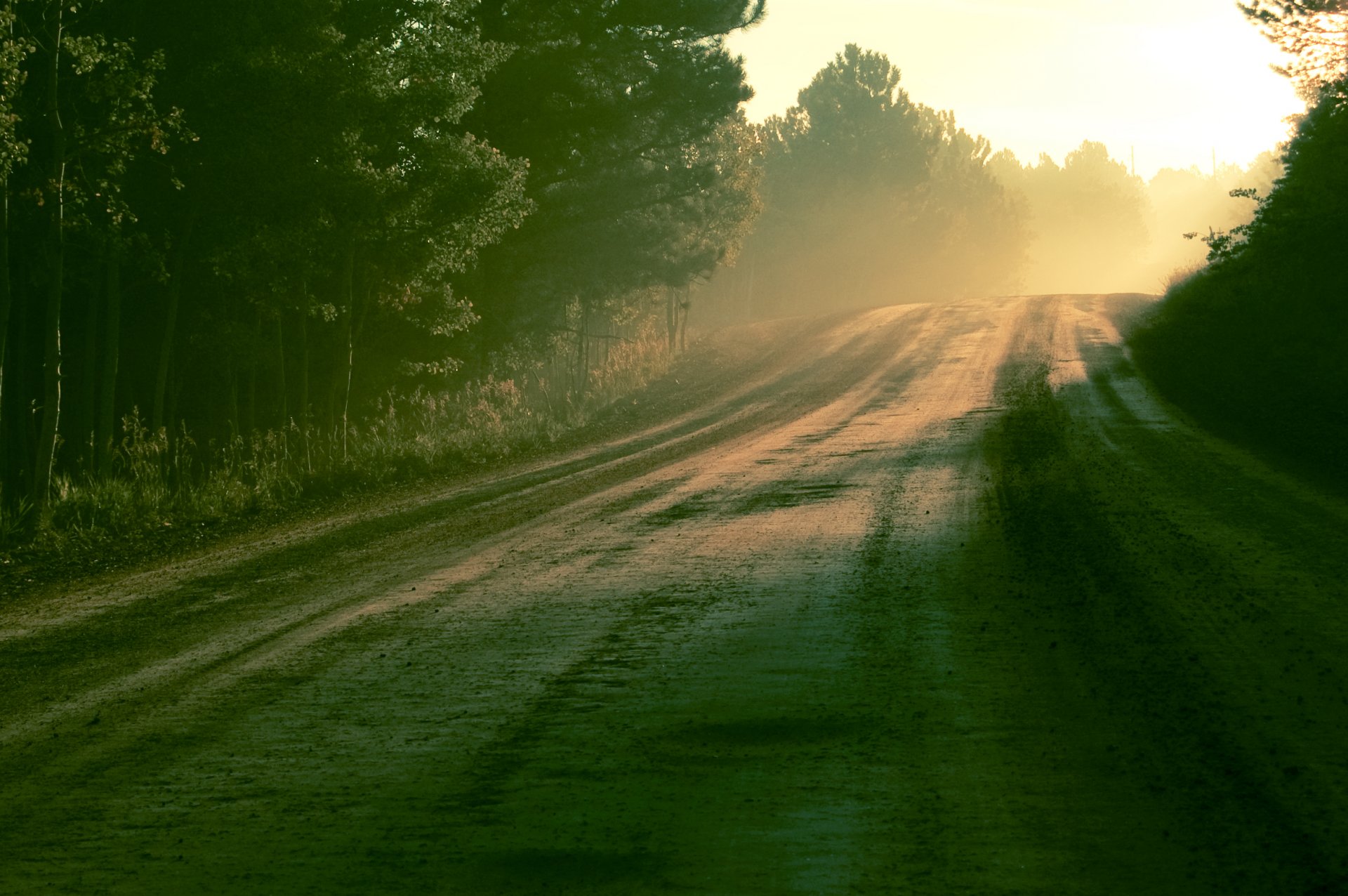 morning sun light road forest rosa nature