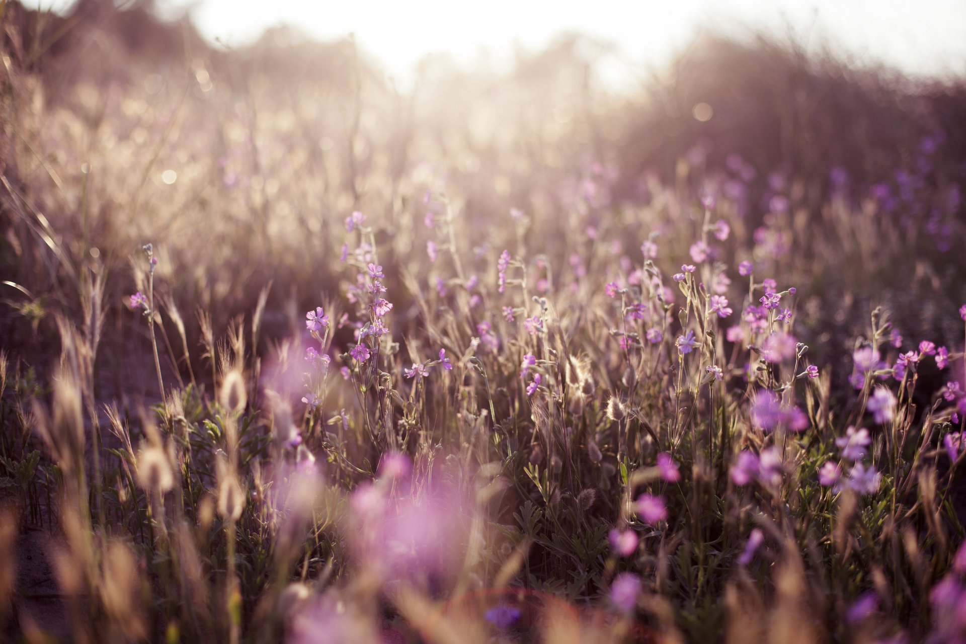 herbe fleurs nature tendresse flou