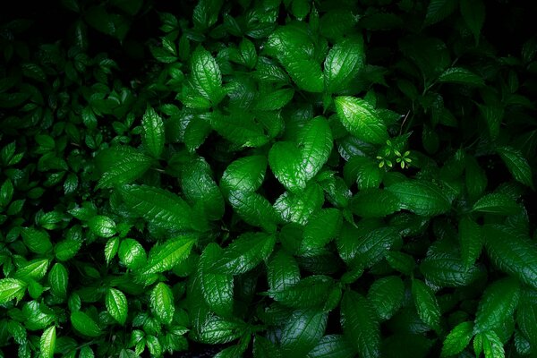 Wet greenery after rain