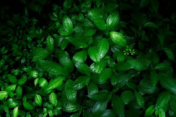 Влажная зелень после дождя