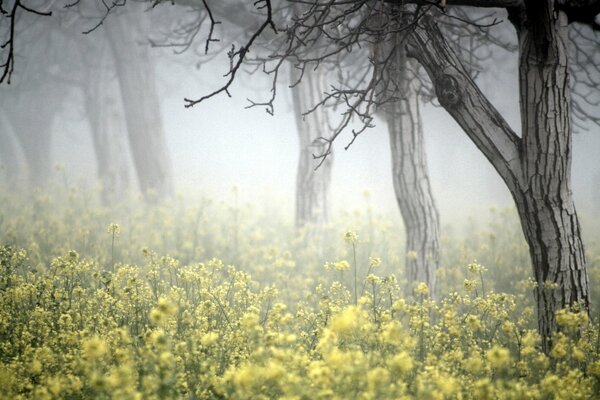 Hermosa naturaleza en la niebla y las flores