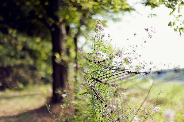 Summer gossamer in focus