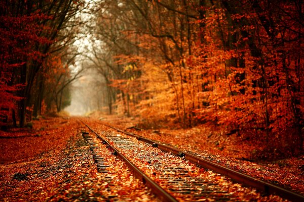 Ferrocarril a través de otoño 3