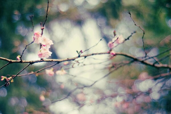 Branches avec des fleurs roses. C est le printemps