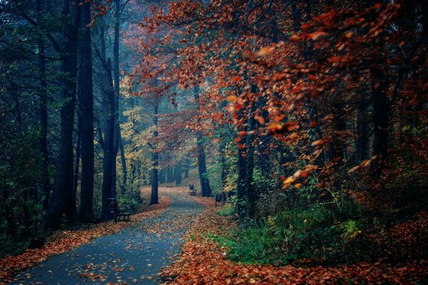 Jesień park stragany drzewa liście