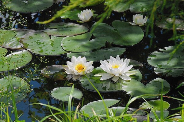 Белые лилии цветут в пруду
