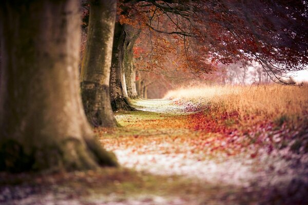 Forest in autumn near the highway