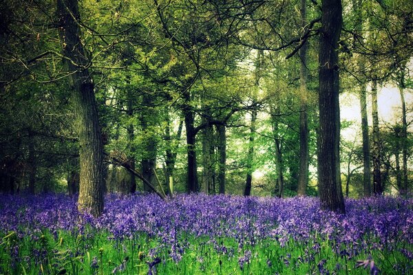 Champ forestier. Fleurs violettes dans la forêt