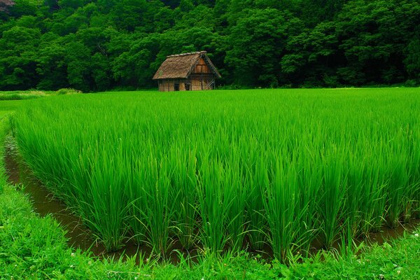 Casa solitaria en el bosque verde