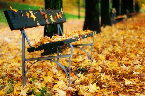 Panchina in foglie. Parco autunnale