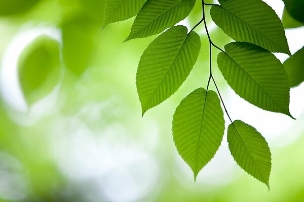 Feuillage vert. feuilles d orme