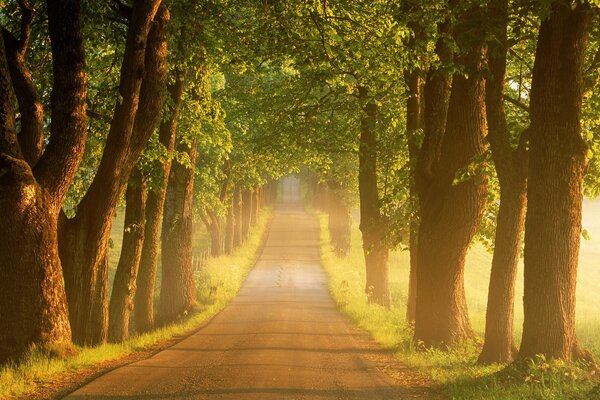 Neblige Straße im Wald am Morgen