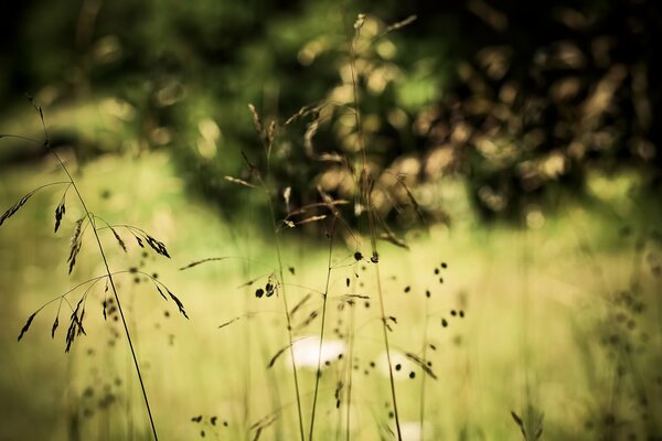 Growing grass in the meadow