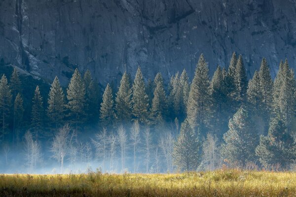 Nebel von Felsen und Bäumen